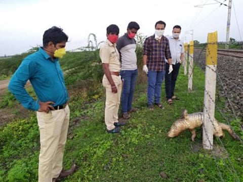 death of a crocodile.jpg