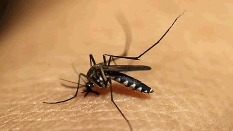 dengue patient increase in belgaum