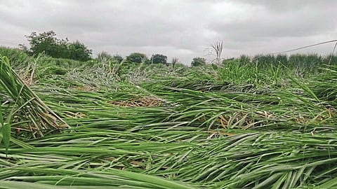 100 hectares of sugarcane land in Dighanchi