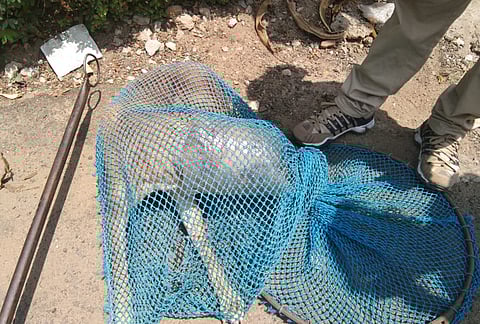 The dog's mouth stuck in the plastic box