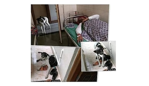 The dog gave a vision of humanity