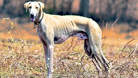story of dog and person relation both after the death person in kolhapur