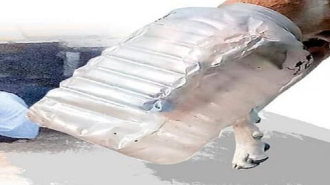 street dog head serve in the box rescue officers help a dog to remove this in sawantwadi