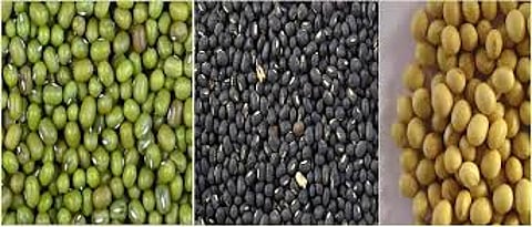 Naphed Extend Moong, Udit, Soyabean Buying  deadline