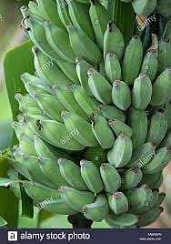 सोलापूर केळी क्लस्टरसाठी प्रशासनाची तयारी पूर्ण