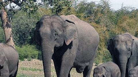 kolhapur elephant crop and other damage compensation gadchiroli got benefit of aid