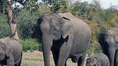 Elephant