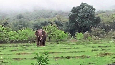 Elephant is chasing villagers in this part of sindhudurg district