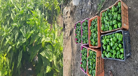 farmer couple from Shivri earned more than 1 lakh in capsicum crop