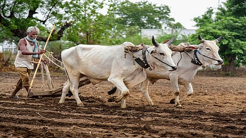 farmer in farm.jpg