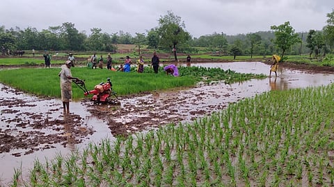 937 mm of rain in three centers in three days in mandangad then farming started
