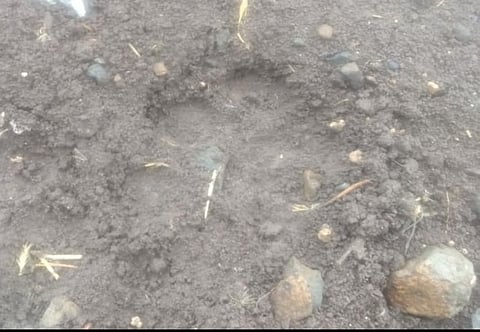 जळोलीत बिबट्यासदृश प्राण्याचा शेळीवर हल्ला