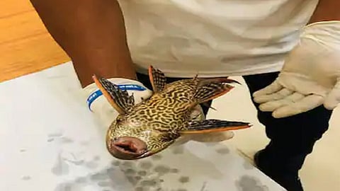 fish