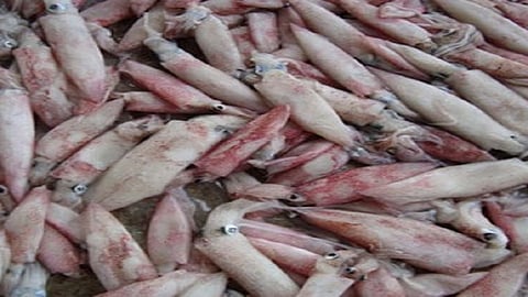 matalai wind effect on fishing business in kokan only makul fish are available but in very less in ratnagiri