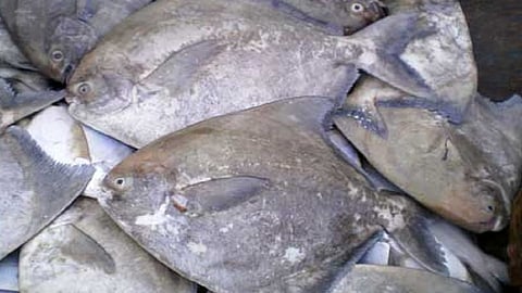 konkani people buy meat and fish after ganesh festival enjoy foodie people