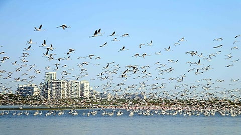 नवी मुंबई : करावे खाडी किनारी सुरू असलेला फ्लेमिंगाेंचा विहार