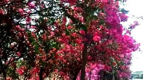 Video : हिरवे-हिरवे गार गालिचे; पिंपरी-चिंचवडमध्ये फुलांचा बहर