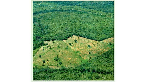 Forest Report