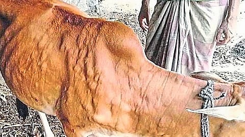 animal lampy diesase