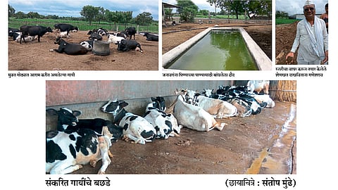 सात भावांच्या एकत्रित कुटुंबाचे एकात्मिक शेतीला बळ