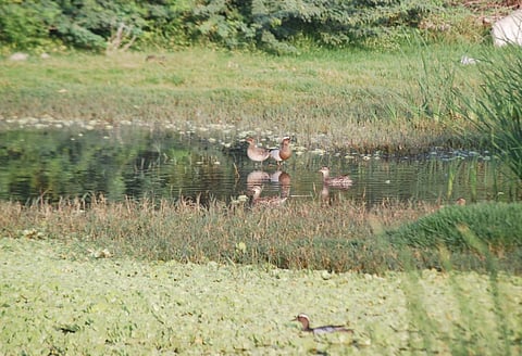 अरे व्वा..संभाजी तलावात चिखल्या बदकांचा घोळका!