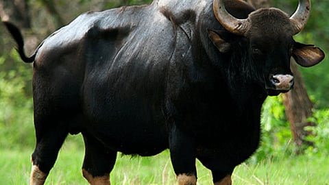 gawa fund in sangli ankalkhop maharashtra