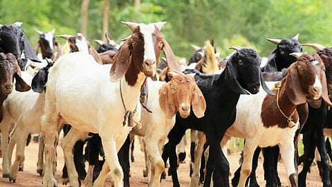 Goats sold in Akola Buldana News Bank in the dark, defrauded of Rs 19 lakh after taking loan