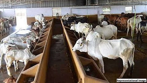 एक अनोखा खटला; हरवलेले बैल सापडले आणि त्याची अटक टळली...