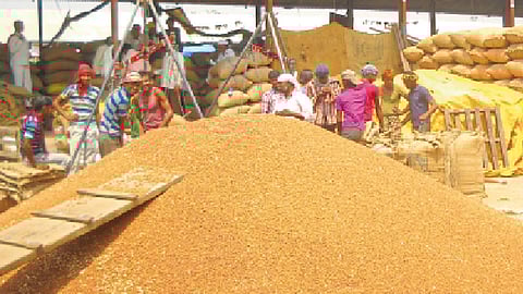 कडधान्य उत्पादक वाऱ्यावर