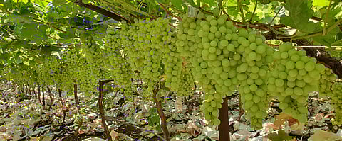 2250 tons of grapes exported from Sangli