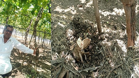 grapes crops lakhmapur 1.jpg