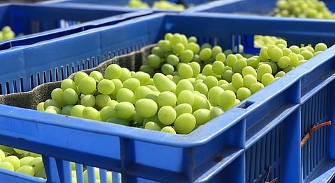 grapes being exported from sangali