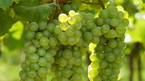 grapes