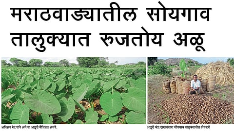 मराठवाड्यातील सोयगाव तालुक्यात रुजतोय अळू