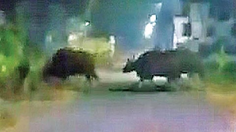 bison entry in kolhapur yesterday night also enter in city at night in kolhapur