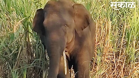 the name gives to a yesterday elephant in senapati kapshi kolhapur