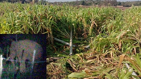 taskar damages farm of ghatkarwadi ajara summer crops destroyed in kolhapur