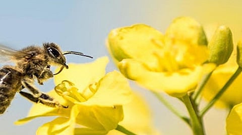 bee