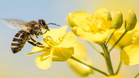 bee
