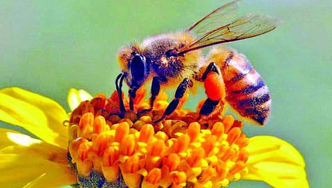 honeybee in washim district.jpg