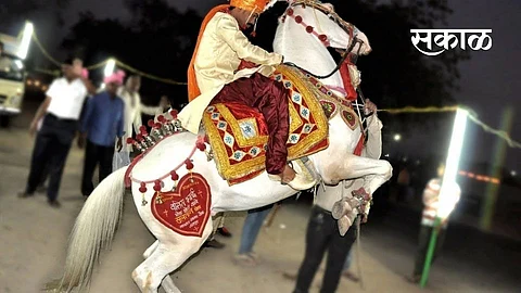 Outbreak of Glanders disease in equine animals in Bhandara district