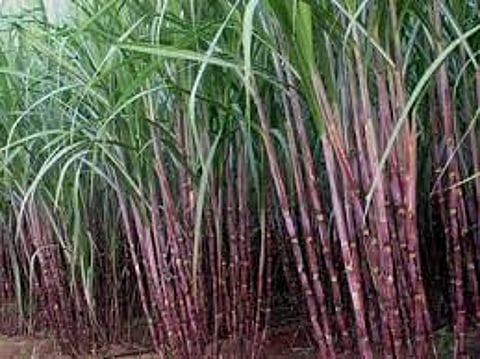 Mobilization of FRP; Why 14 per cent cut in wages on farmers?