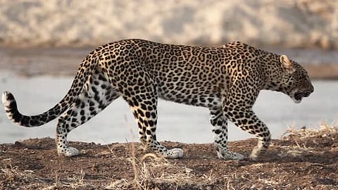 wild leopard