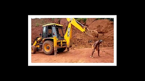 man uses jcb scratch his back video viral