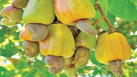 the duplication kaju sale by a various people as a fraud of original kaju in konkan