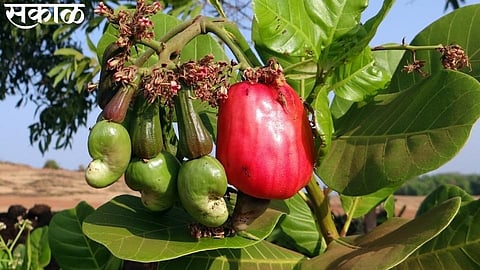 cashew rate increased for this year in ratnagiri