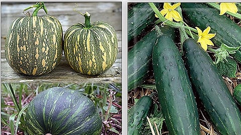 10 years ago old retired husband wife rice crop cultivation on terrace and also vegetables are cultivated in ratnagiri