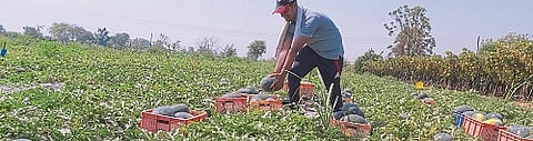 Corona Effect : watermelon wasted in farm