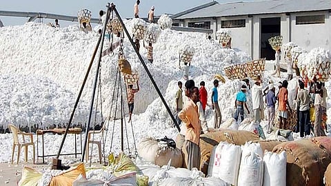 kapus kharedi kendra.jpg