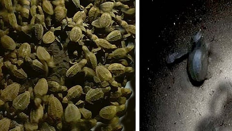 Olive Ridley Turtle Undertake turtle conservation work in ratnagiri